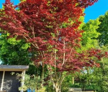 Acer palmatum Bloodgood