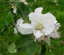 Appelbloesem