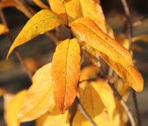 Mespilus 