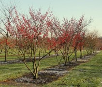 Hamamelis cv (roodbloeiend) ook wel Toverhazelaar 'Ruby Glow', meerstammig genoemd
