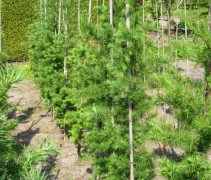 Larix kaempferi