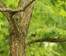 stam Gymnocladus dioica