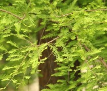Taxodium distichum
