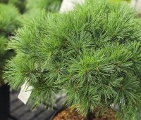 Pinus strobus 'Minima' - dwergvorm van de zachte den - 1