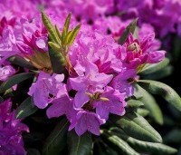Rhododendron 'Roseum Elegans' - Rododendron 'Roseum Elegans' - 3