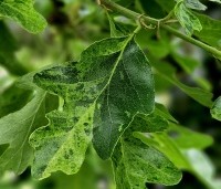 Quercus cerris 'Marmor Star' - Marmeren moseik - 1