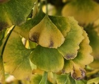 Ginkgo biloba fastigiata 'Blagon' - Japanse Notenboom 'Blagon' - 2