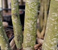 Tilia x europaea 'Pallida' - Koningslinde - meerstam