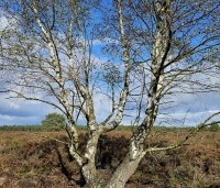 Betula pendula - Ruwe berk - 1