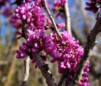 Cercis chinensis 'Avondale' - Chinese Judasboom 'Avondale'  - 4