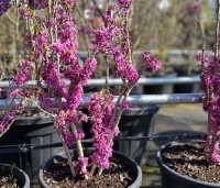 Cercis chinensis 'Avondale' - Chinese Judasboom 'Avondale'  - 5