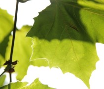 Platanus hispanica blad