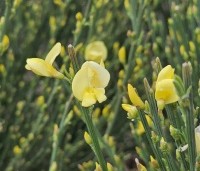 Cytisus praecox 'Allgold' - Brem 'Allgold' - 1