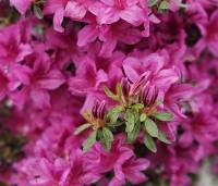 Rhododendron Azalea Japonica 'Purple Splendor' - paarsrode Japanse Azalea - 5