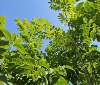 Phellodendron amurense - Amur kurkboom - 1