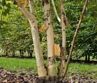 Betula utilis 'Doorenbos' - Himalayaberk - 3