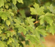 Acer campestre blad