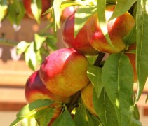 Nectarine 'Ruby Gold'