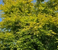 Fagus sylvatica 'Zlatia' - Beuk 'Zlatia' - goudbeuk in september.