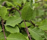Salix caprea 'Kilmarnock' - Treurwilg 'Kilmarnock' op stam - 3