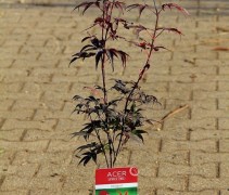 Acer palmatum Bloodgood