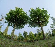 Platanus hispanica