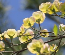 Cornus Eddie's White Wonder