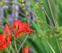 De Crocosmia 'Lucifer' bloem