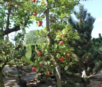 Malus domestica 'Red Elstar'