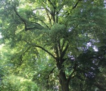 Tilia Tomentosa