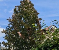 Fagus sylvatica 'Rohan Obelisk' - Beuk 'Rohan Obelisk' - september kleurt het blad naar bruin