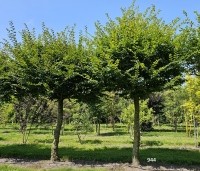 Carpinus betulus - Haagbeuk - 1