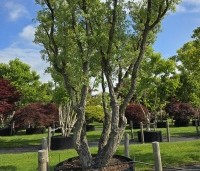 Quercus suber - Kurkeik - 6