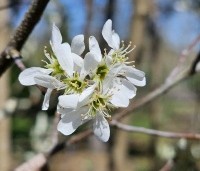 Amelanchier alnifolia 'Obelisk' - Krentenboompje 'Obelisk' - 3