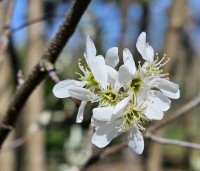 Amelanchier alnifolia 'Obelisk' - Krentenboompje 'Obelisk' - 2