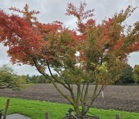 Acer palmatum - Japanse Esdoorn - 2