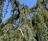 Cedrus libani 'Glauca Pendula' - Blauwe Treur Ceder - 1