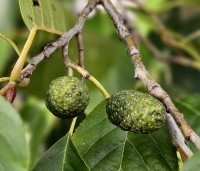 Alnus x spaethii 'Spaeth' - Els 'Spaeth' - 1