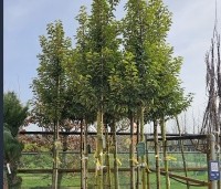 Prunus lusitanica 'Brenelia' - Portugese laurierkers 'Brenelia' - 3