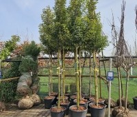 Prunus lusitanica 'Brenelia' - Portugese laurierkers 'Brenelia' - 2
