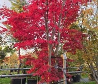 Acer palmatum 'Fireglow' - Japanse Esdoorn 'Fireglow' - 1