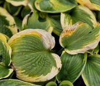 Hosta 'Frances Williams' - Hartlelie - 1
