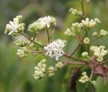 Heptacodium