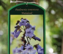 Paulownia tomentosa