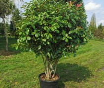 Photinia red robin meerstammig