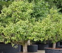 Pyrus com. 'Conference' - Pyrus com. 'Conference' - 1