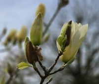 Magnolia 'Yellow River' - Magnolia 'Yellow River' - 1