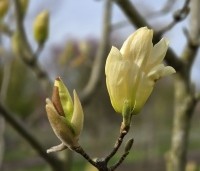 Magnolia 'Yellow River' - Magnolia 'Yellow River' - 2