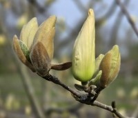 Magnolia 'Yellow River' - Magnolia 'Yellow River' - 3