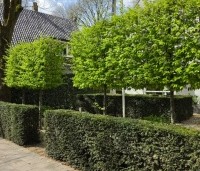Carpinus betulus - Haagbeuk - 4